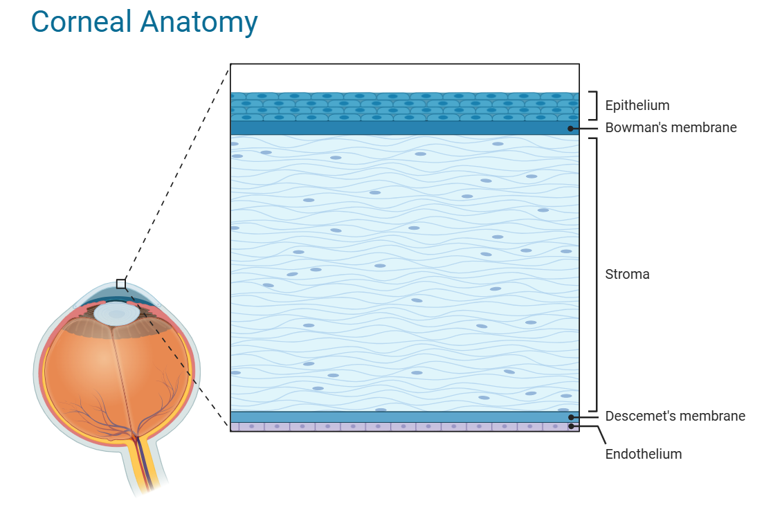 Anatomie de la cornée : épithélium, membrane de Bowman, stroma, membrane de Descemet, endothélium