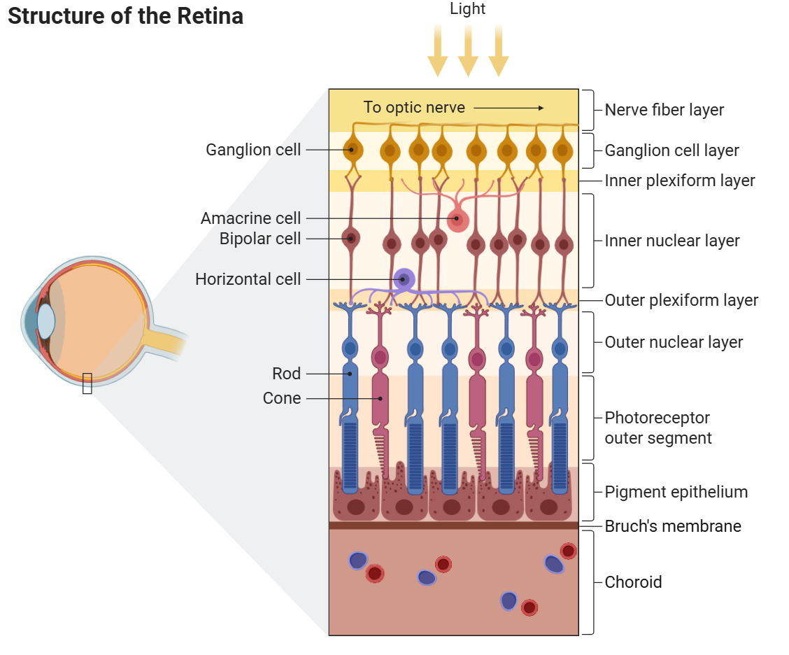 Structure de la rétine — la DMLA affecte la macula, zone centrale de la rétine riche en cônes