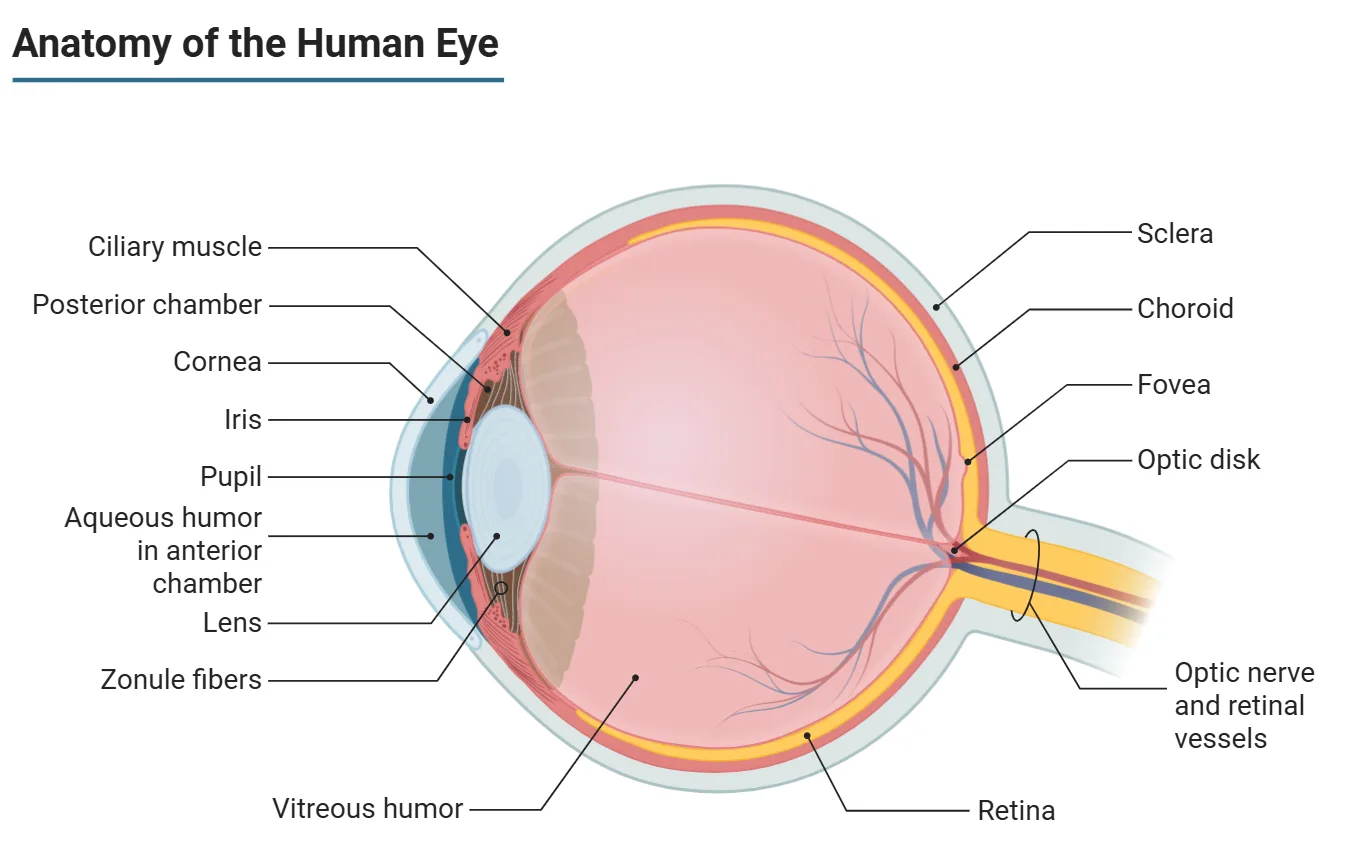 Anatomie de l'œil humain : cornée, iris, cristallin, corps ciliaire, vitré, rétine, fovéa, nerf optique, choroïde et sclère