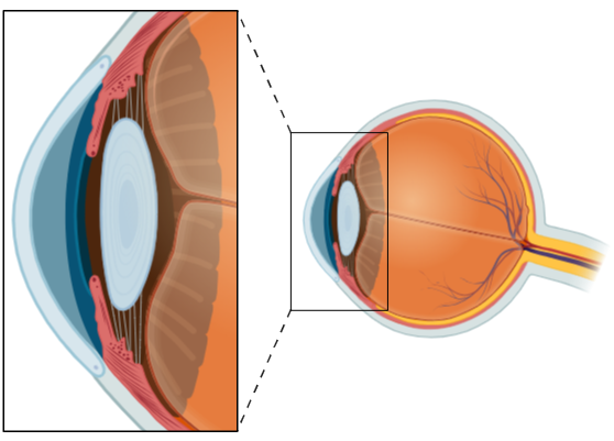 Anatomie du segment antérieur de l'œil : cornée, iris, cristallin, angle irido-cornéen et trabéculum